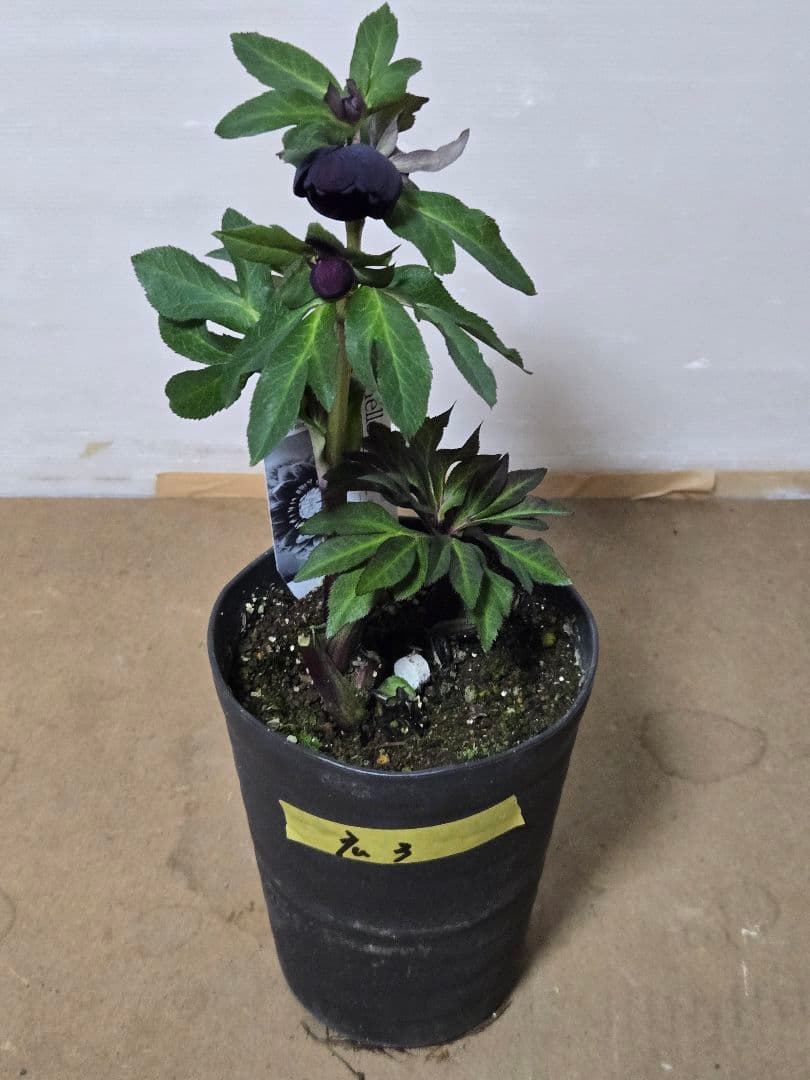 ☆広瀬園芸☆クリスマスローズ☆カップ系 ブラック☆5号鉢☆ - メルカリ