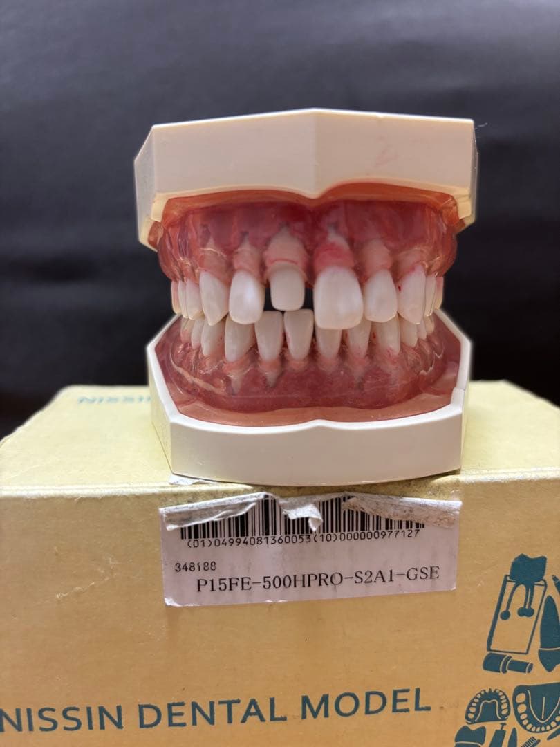 NISSIN 顎模型 シンプルマネキン 歯科衛生士 シンプルマネキンⅢ｜株式会社ニッシン｜歯科模型・歯科材料のトップ