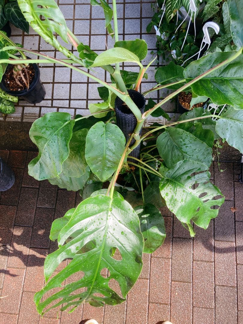 モンステラ デュビア 希少 送料無料