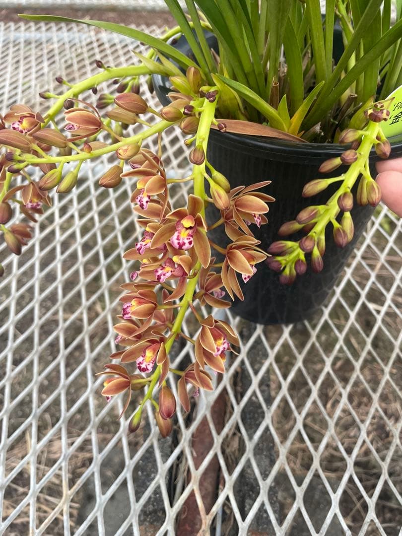 R8年キンリョウヘン花芽7本#5 - メルカリ