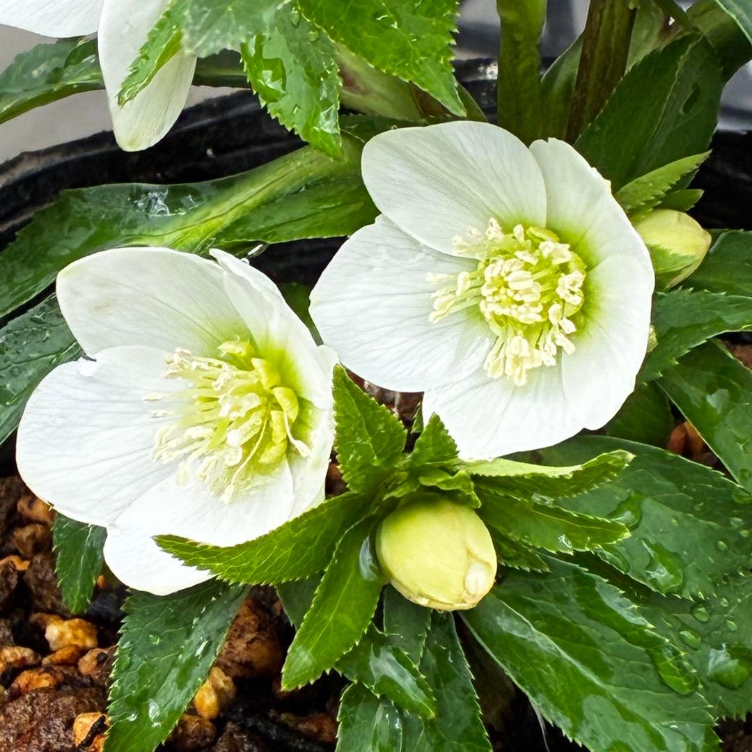 小*夏様 3448☘️花、タグ付☘️⭐️ベビードール⭐️超小輪⭐️超コンパクト⭐