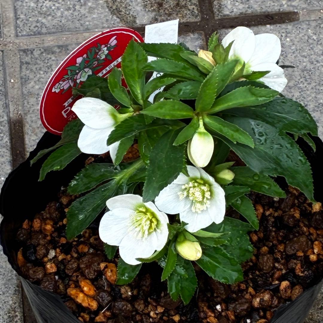 小*夏様 3448☘️花、タグ付☘️⭐️ベビードール⭐️超小輪⭐️超コンパクト⭐