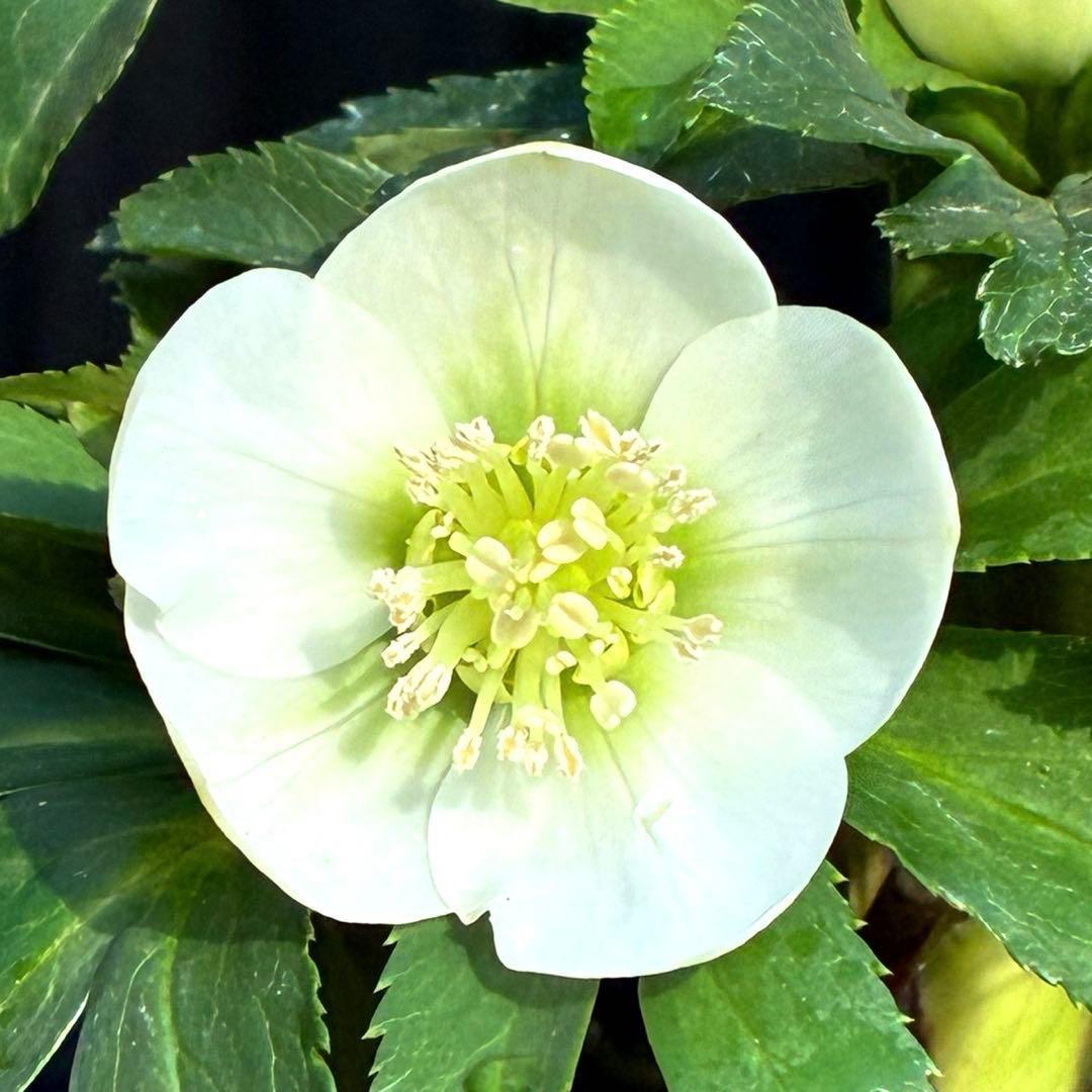 小*夏様 3448☘️花、タグ付☘️⭐️ベビードール⭐️超小輪⭐️超コンパクト⭐