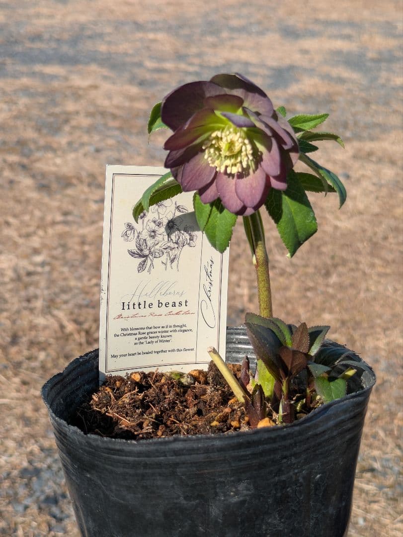 極美・原種交配｜クリスマスローズ リトルビースト ムルチフィダス系