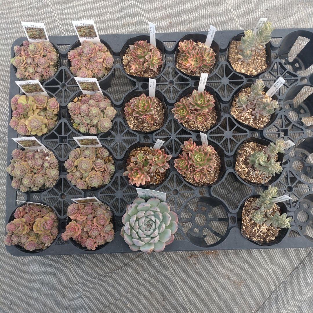 みつばちさん専用 日本ミツバチのギフトセット【2個入り】 | みつやはせがわ