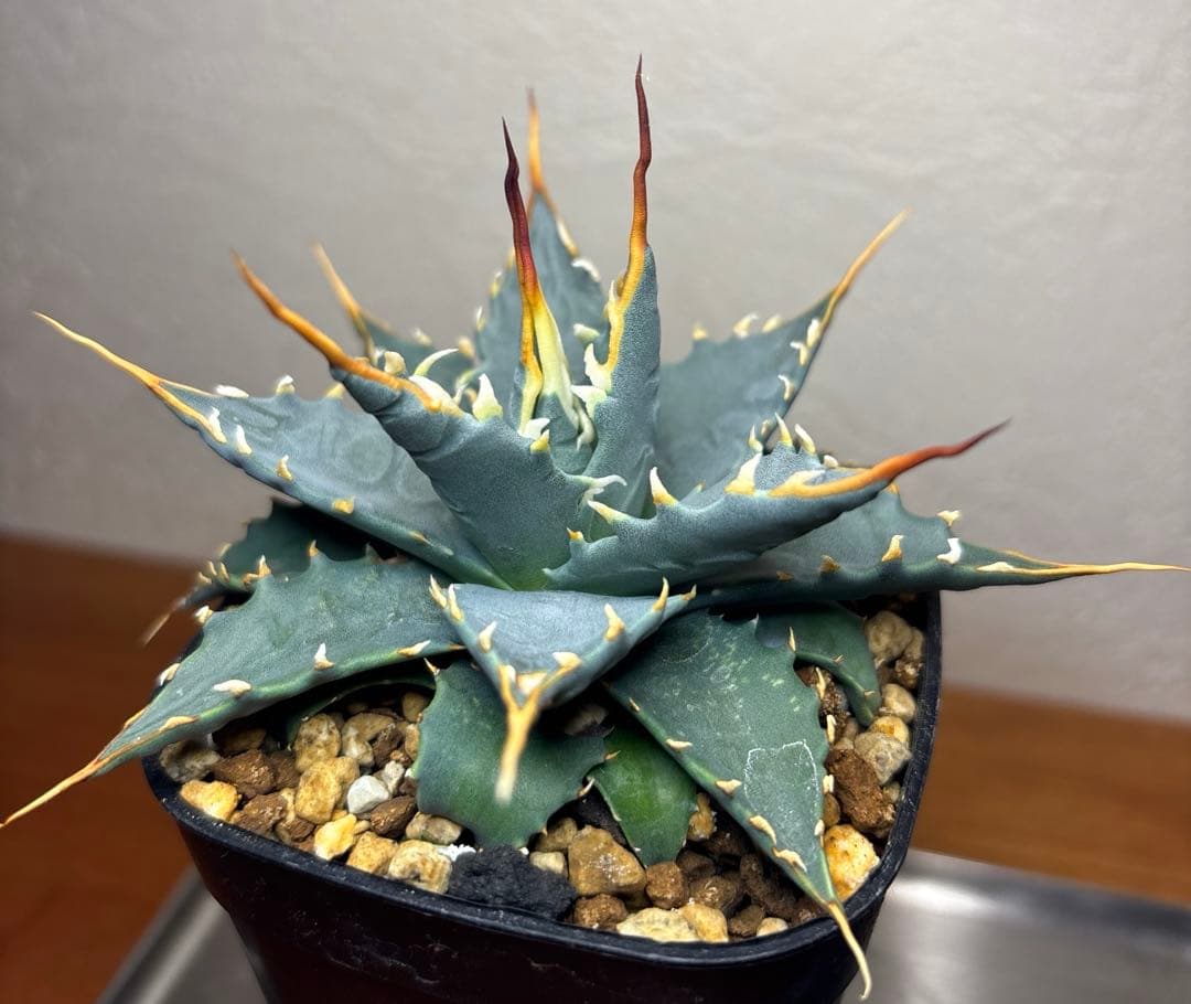 アガベ ユタエンシス エボリスピナ 実生選抜52S07