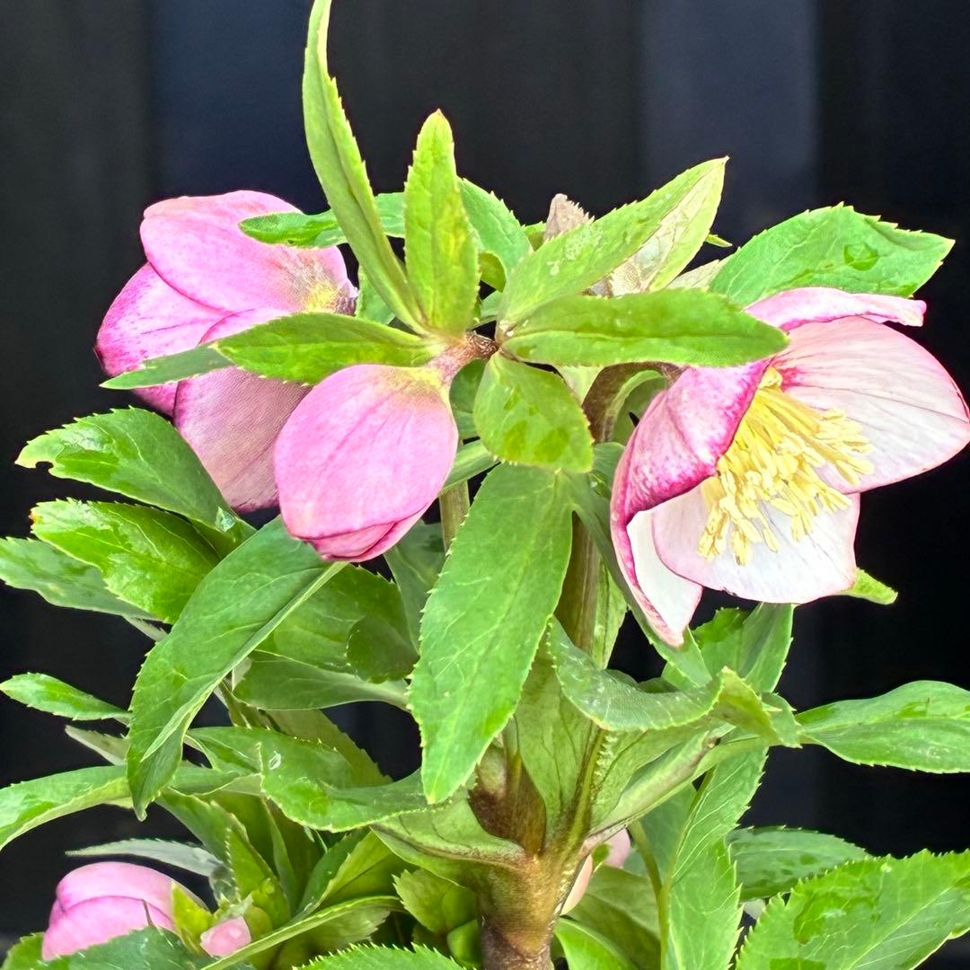 ヒ*イ様 ☘️限定1株☘️未株分け☘️花付き☘️タグ付き☘️3363⭐️ベビード