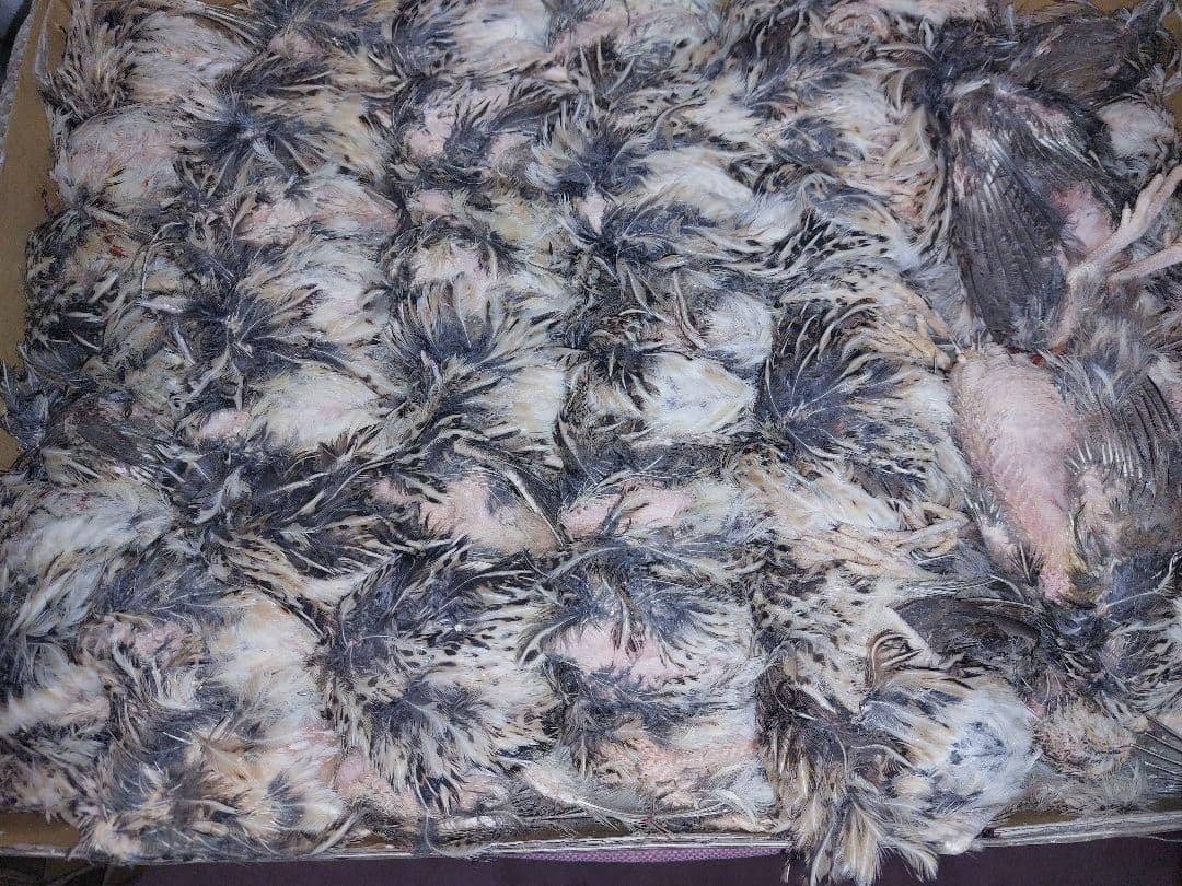 ハッピー様、内臓処理済み(国内産) 2ケース 猛禽、爬虫類等に。