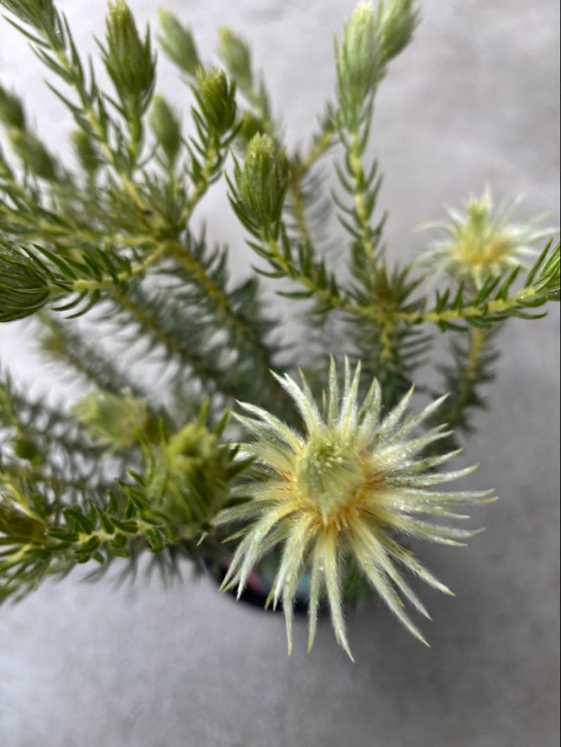 フィリカ　ハイドラ　希少　2