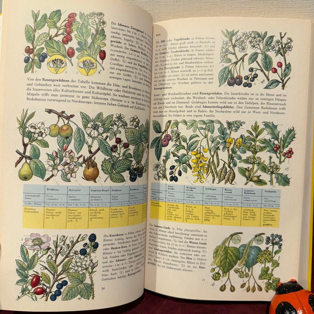 224⑧1982年ドイツ語図鑑 洋書古書 ジャンクジャーナル ボタンニカル