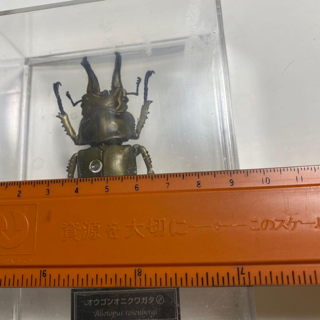 オウゴンオニクワガタ 標本模型 - メルカリ