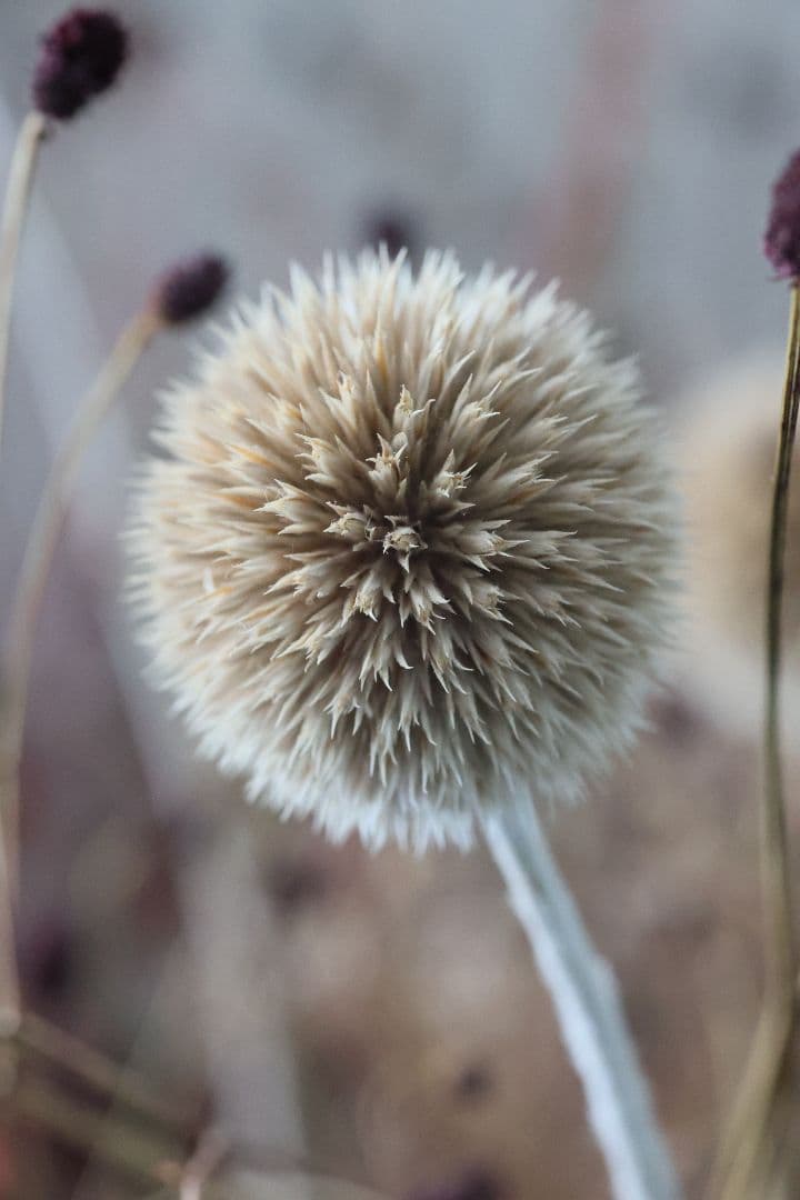 《銘玉》TAMRON SP 90mm F2.5 52B 【光学美品】