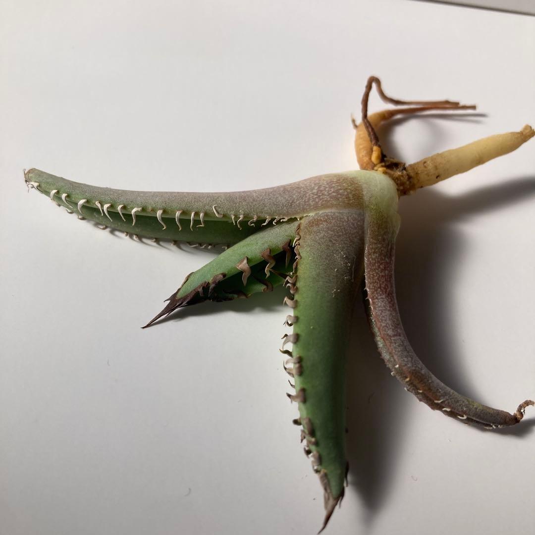 Hidden Agave アガベ ホワイトファング ジェレミーUS株 - メルカリ