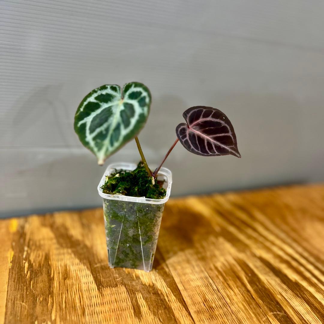 Anthurium Mystic A88 良個体 レア 株分個体 ネコポス ② - メルカリ