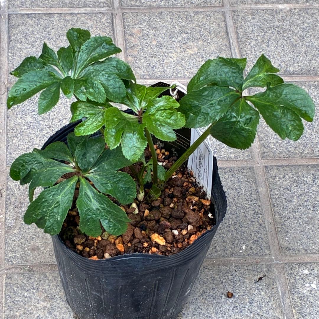 ち*ん様 ☘️ラスト2☘️タグ付き☘️新葉ワサワサ3279⭐️NEW⭐️Choc