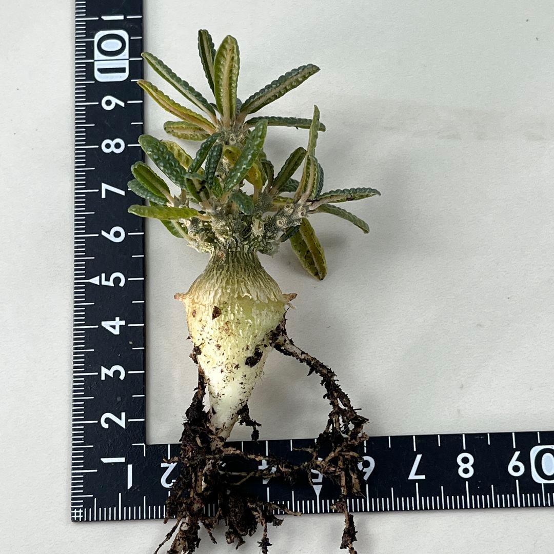 E30実生 まん丸 ドルステニア ギガス ブラータ - メルカリ