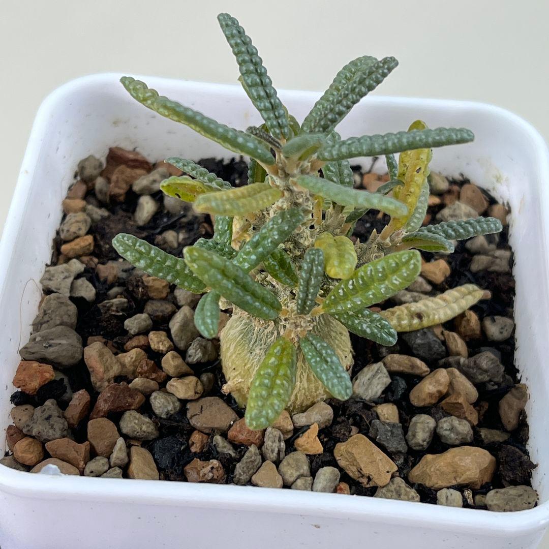 E30実生 まん丸 ドルステニア ギガス ブラータ - メルカリ