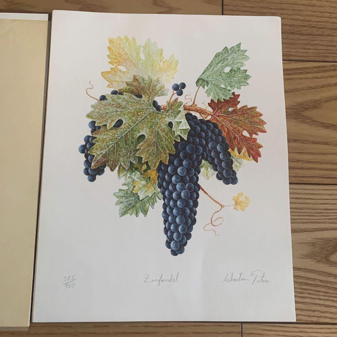 セバスチャン タイタス Sebastian Titus 葡萄リトグラフ 希少品 - メルカリ
