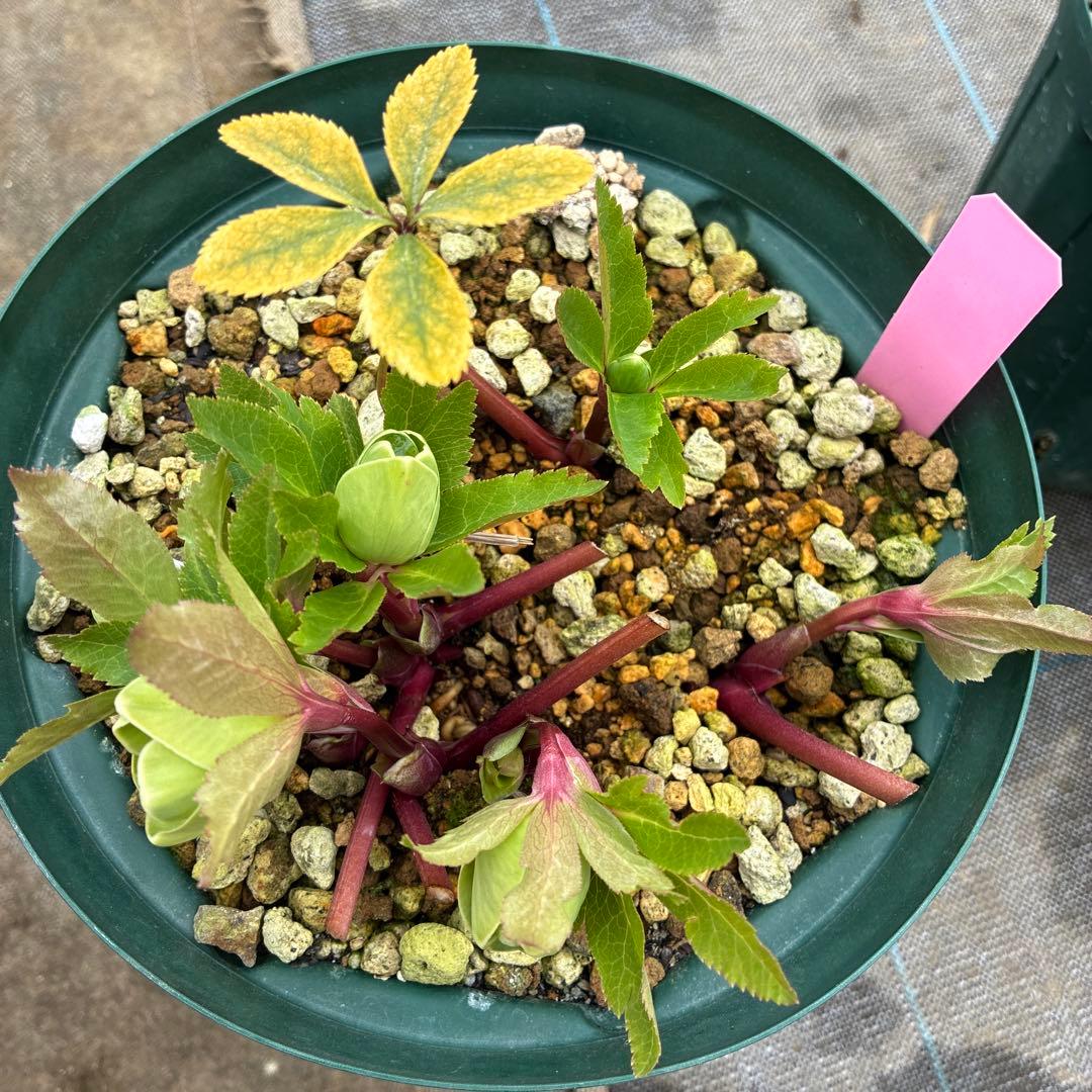 専用です。クリスマスローズ　白抜　赤軸　超希少　グリーンオーレア　ゴールド　７寸