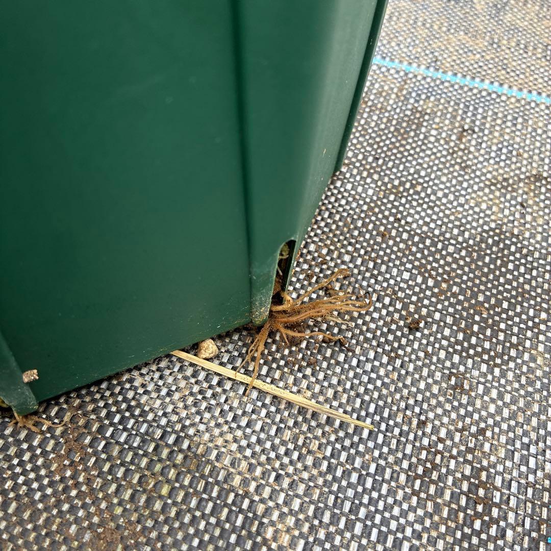 専用です。クリスマスローズ　白抜　赤軸　超希少　グリーンオーレア　ゴールド　７寸