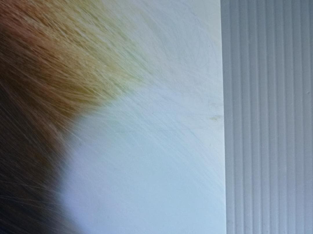 希少 美品 コルトンフィルムポスター B2サイズ 倉木麻衣 販促用 非売品