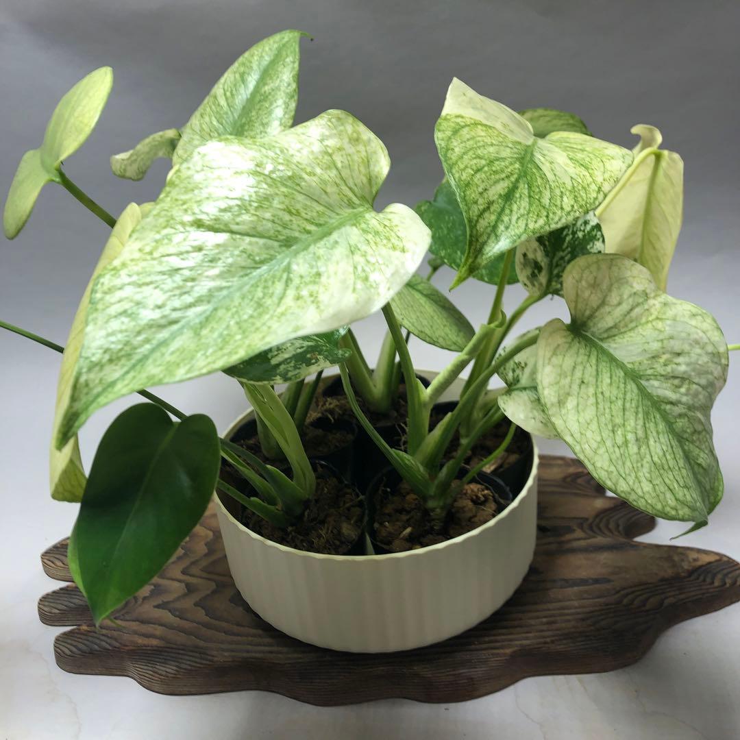 MS62 5株セット【特別選抜】ホワイトモンスター／天津蘭 モンステラ