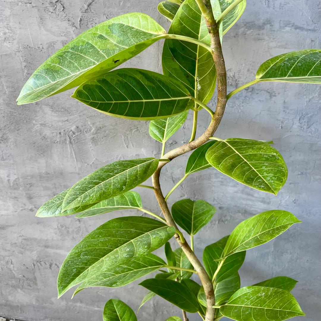 特大 フィカス アルテシマ 曲がり仕立て 9号 陶器鉢 植え込み発送