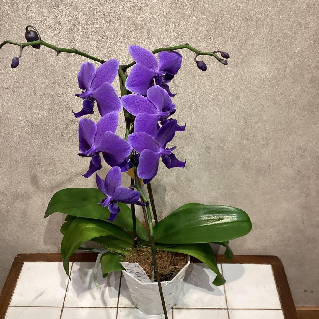 現品❗️超希少❗️胡蝶蘭❤️ブルージーン 1本立