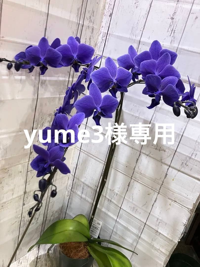 ①正規品 希少品種 胡蝶蘭 コチョウラン ファレノプシス ブルージーン