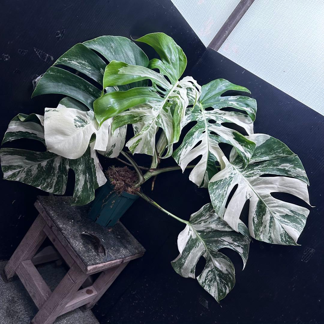 斑入りモンステラ ホワイトタイガー極美大株56cm白斑多 - メルカリ