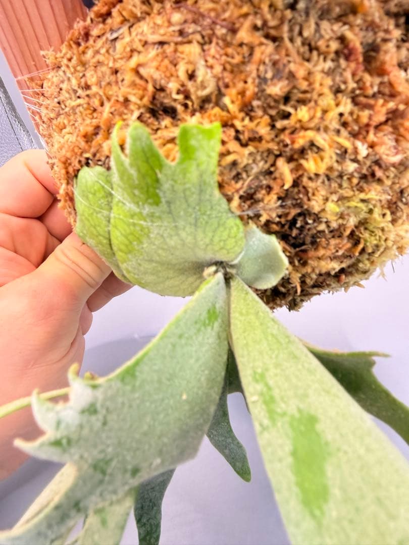 ビカクシダ willinckii Golden Boy sporeling 金童 - メルカリ