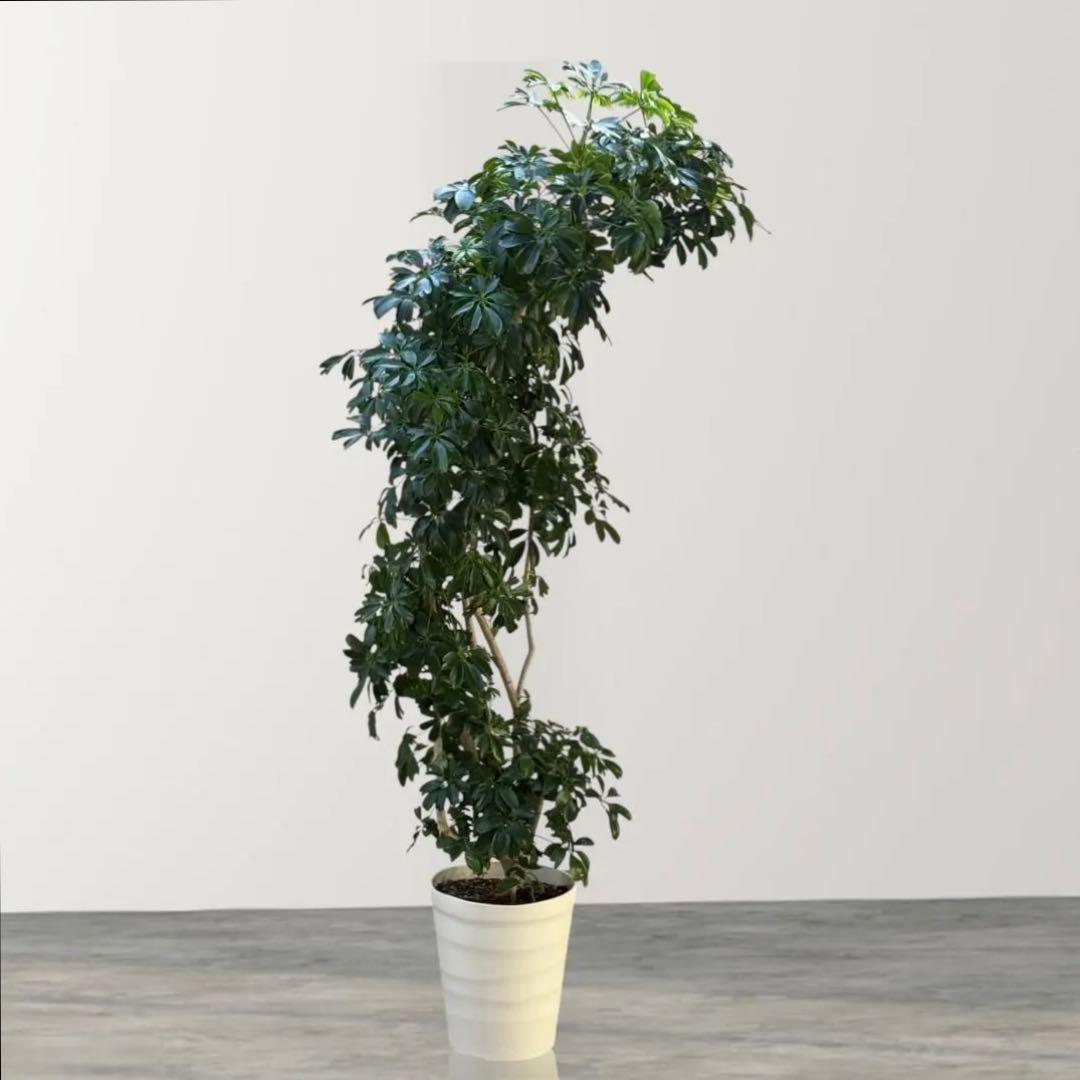 ☆ シェフレラ レナータ♪ 157cm リビングサイズ♪ - メルカリ