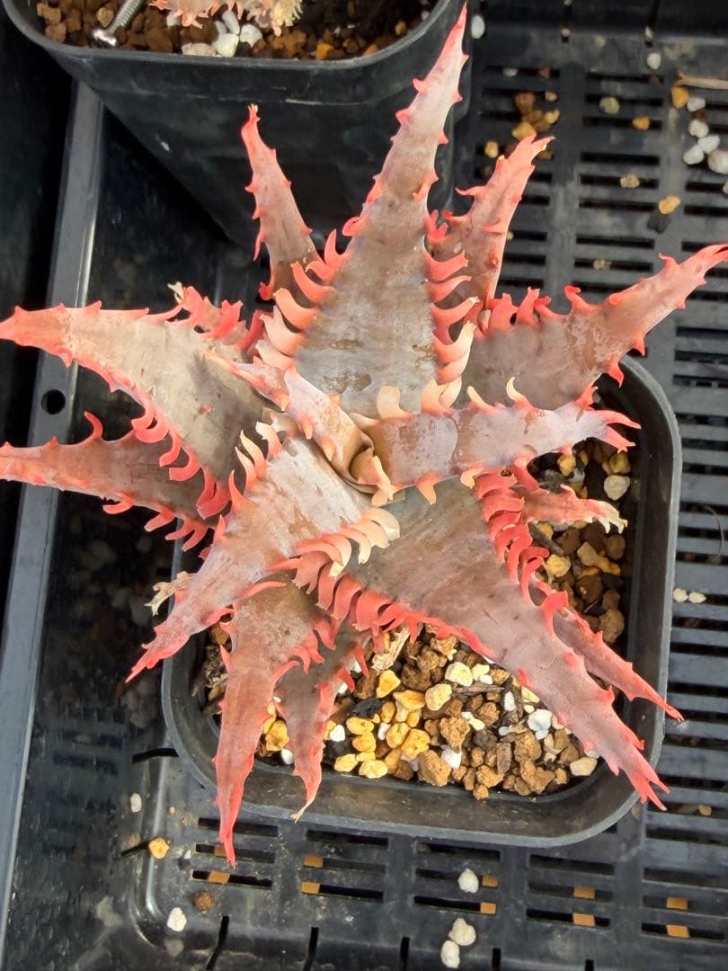 アロエ ハイブリッド Aloe hybrid 第四種 Fe−47 - メルカリ