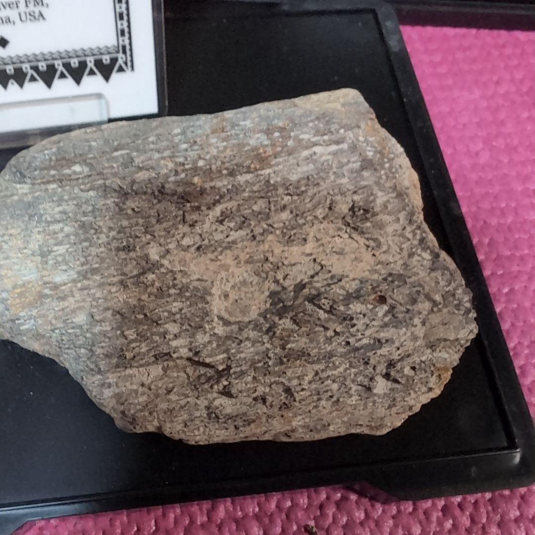 本物 ランベオサウルス 頬骨化石 186グラム ラベル付き