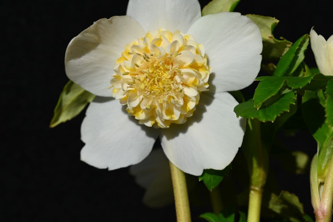 クリスマスローズ　認定ゴールドモーリー　加藤農園 ゴールドモーリー系モリモリsd 加藤農園 クリスマスローズ【Ka98】送料