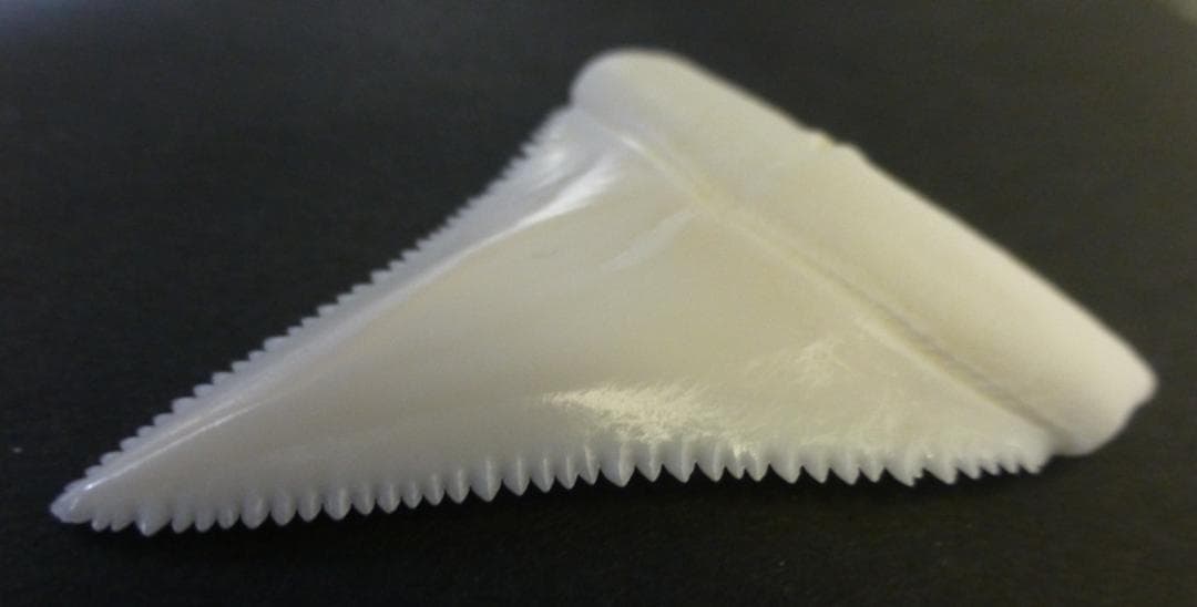 ホホジロザメ（Carcharodon carcharias）の歯 45.4ｍｍ