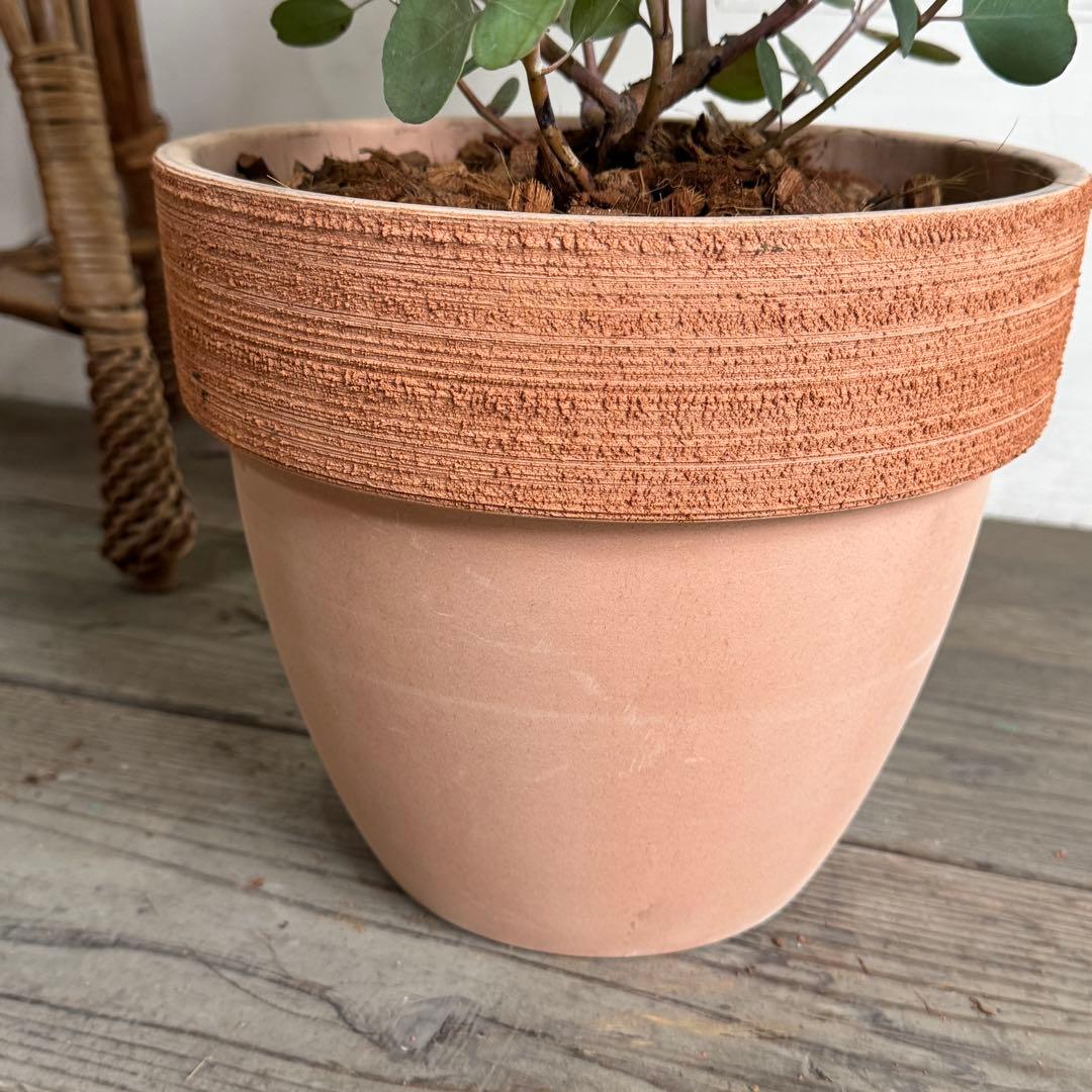 ユーカリ イタリア製テラコッタ鉢植え ポポラス シルバーリーフ - メルカリ