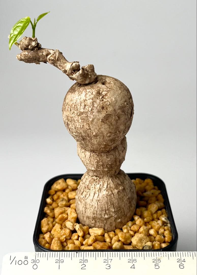 激レア/美/塊根植物】アデニア ペナンギアナ 鉢植え