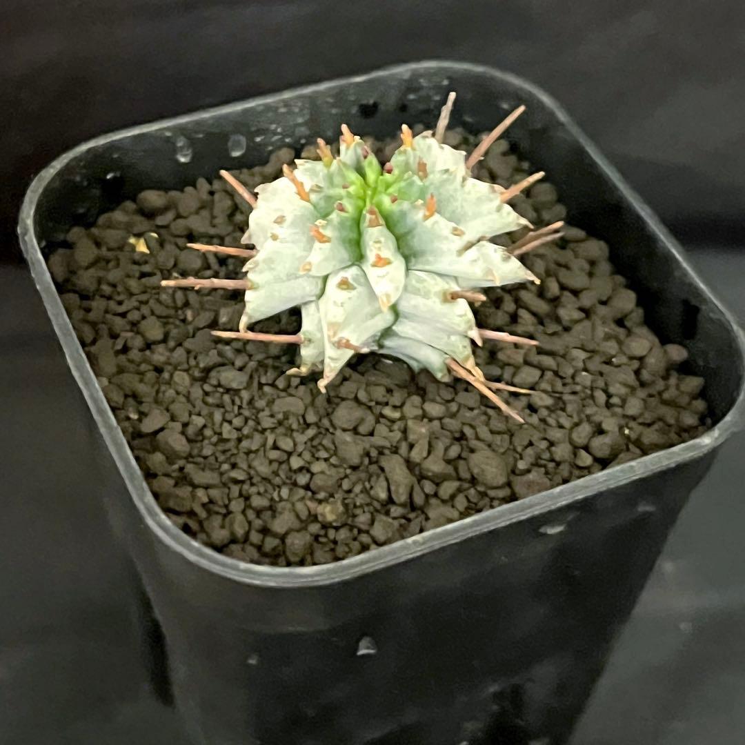 ユーフォルビアホリダ 勝岡アルバ 純血統 極上 雌株 カキ子SSSランク