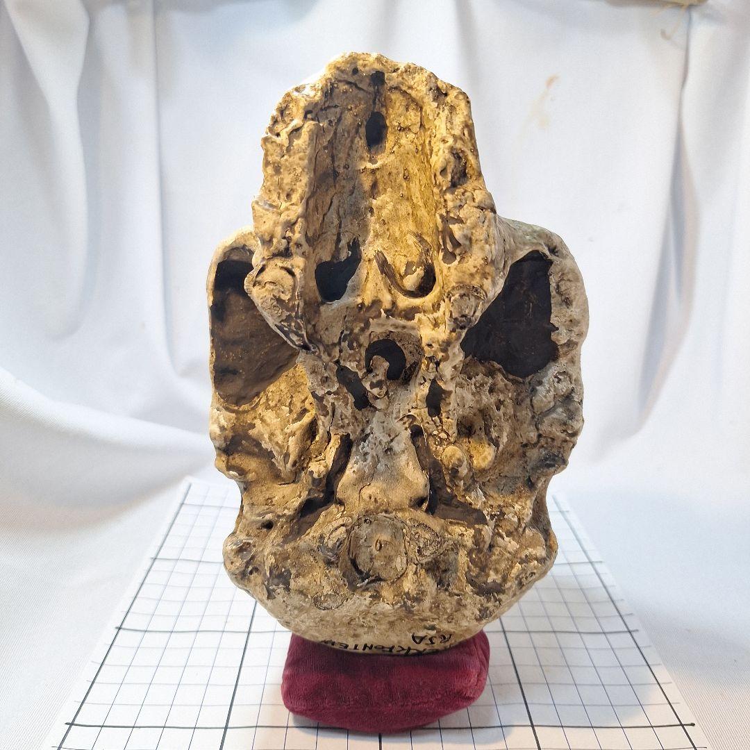 アウストラロピテクス·アフリカヌス実物大模型 - メルカリ