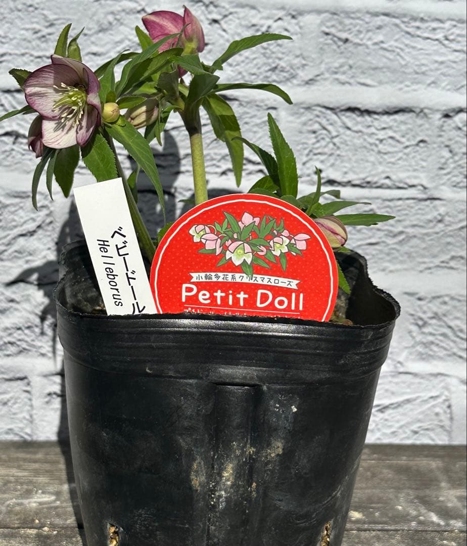 クリスマスローズ　ベビードール　横山園芸　開花株 園芸ネット本店｜横山園芸さんのクリスマスローズ：26-25ベビードール