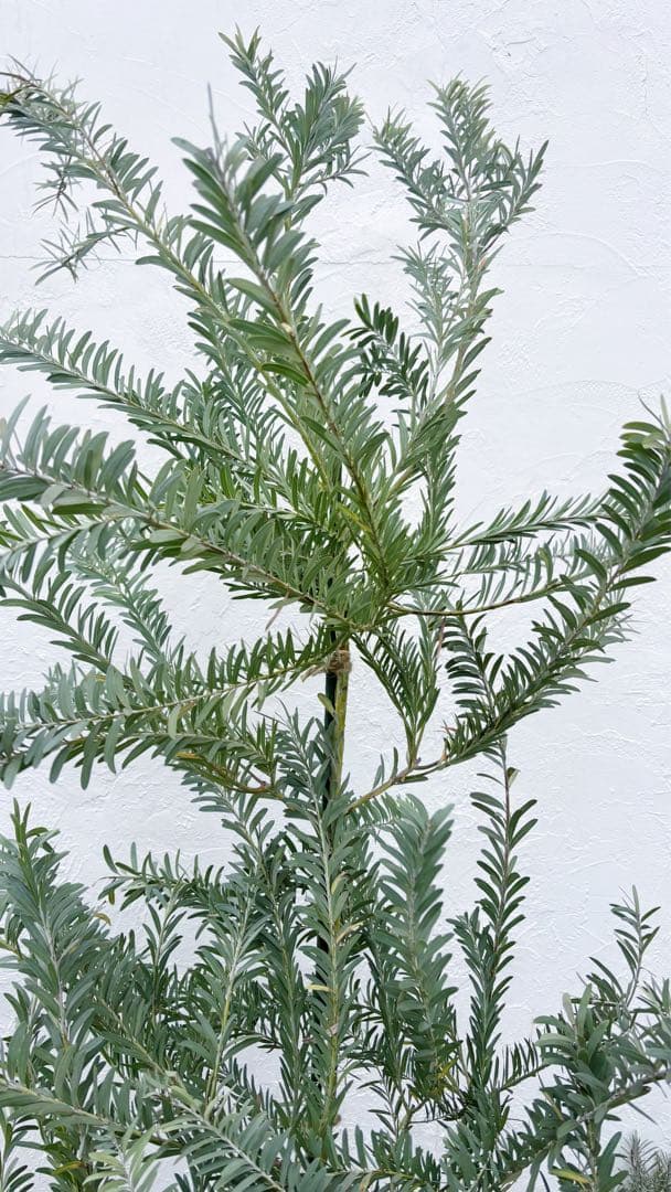 超逸品。アカシア ブルーブッシュ 2.0M(鉢底から) 品番B