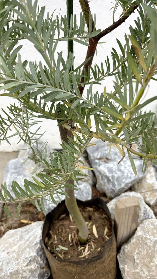 超逸品。アカシア ブルーブッシュ 2.0M(鉢底から) 品番B