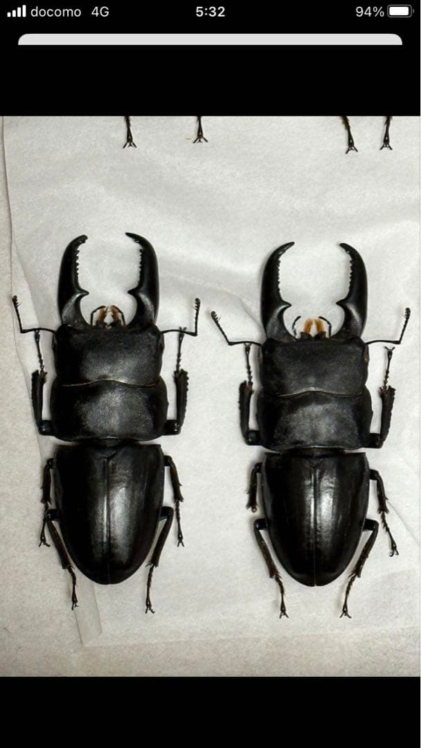 国産クワガタ♂標本セット ※一部欠損あり - メルカリ