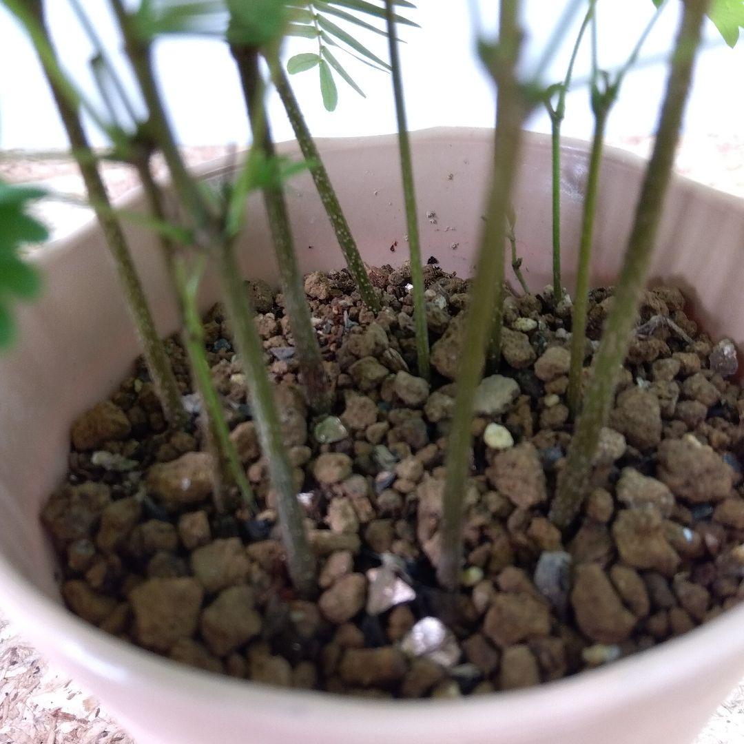 実生❗️ エバーフレッシュ ‼️清涼感溢れるフサフサ緑‼️3.5号鉢ごと