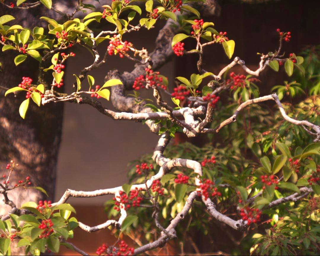 希少❗️業務用レンズFAX-KOWA 1:4.5/112B を改造　日本の興和製