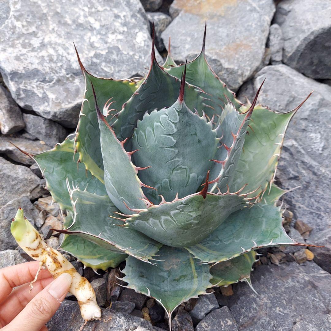 アガベ パラサナ錦 ファイヤーボール 子株 - メルカリ