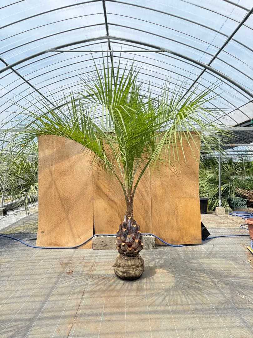 ココスヤシシルバーリーフ【極太】葉先250cm幹回り100cm 幹高50cm ココスヤシシルバーリーフ【極太】葉先270cm幹回り90cm 幹高40cm