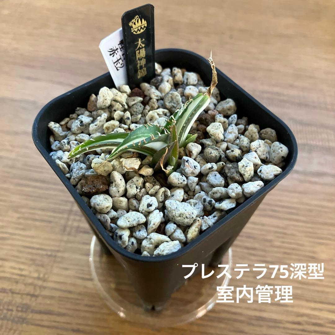 T*T様 オークション【鉢ごと発送】発根済み アガベ チタノタ 太陽神錦