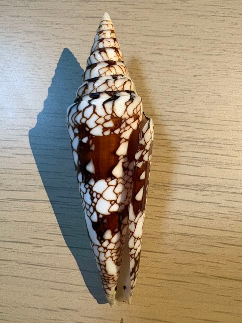 貝殻 イモガイ \"Milneedwardsii” 赤と白いストライプ